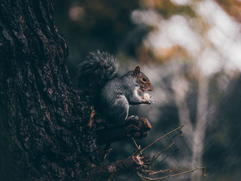 Squirrel on tree trunk