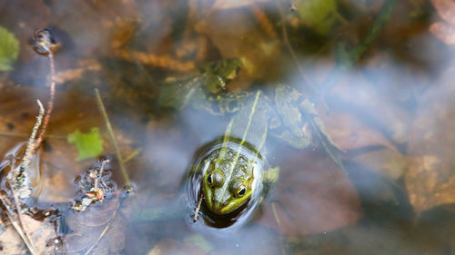 Frog in pond