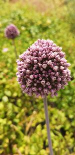 Close-up of pink flowering plant in field