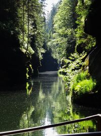 Trees in forest