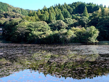 Scenic view of lake by trees in forest