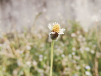 Close-up of flowering plant