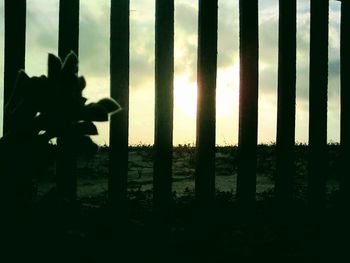 Close-up of silhouette plants against sky