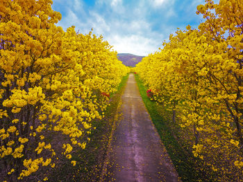 View of yellow flowers growing in field