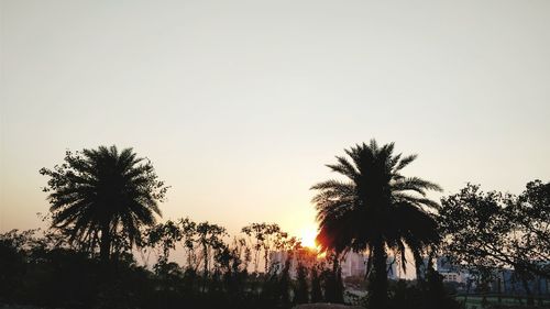 Low angle view of silhouette trees against clear sky