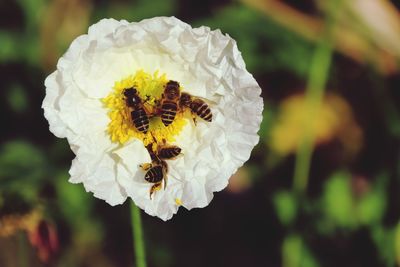 Close-up of bee pollinating on flower