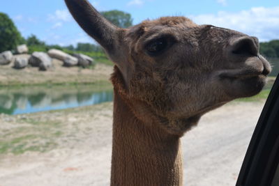 Close-up portrait of horse against sky