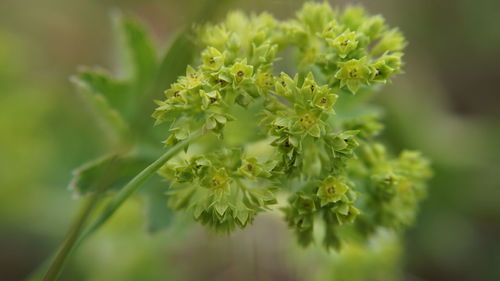 Close-up of flowering plant