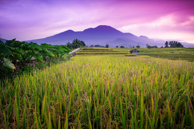 Scenic view of agricultural field against sky