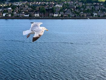 Seagull flying over sea