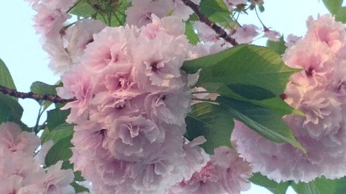 Close-up of pink flowers