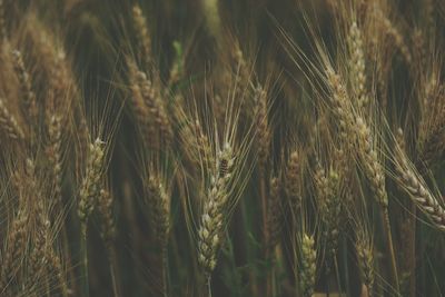 Close-up of stalks growing on agricultural field