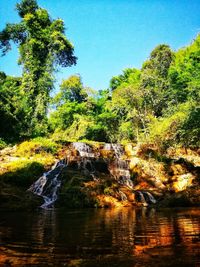 Scenic view of lake against trees in forest