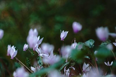 Close-up of flowers blooming outdoors