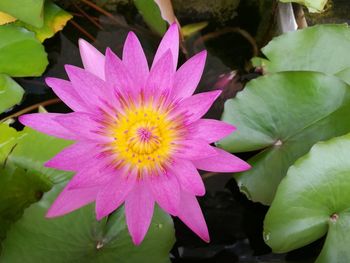 Close-up of lotus water lily in pond