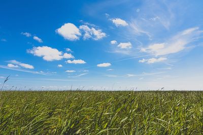 Scenic view of wheat field against blue sky