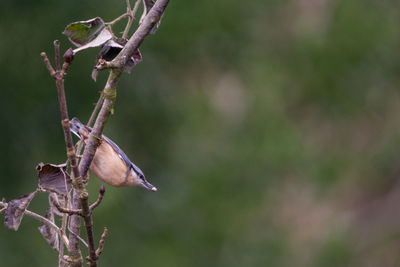 Close-up of bird perching on branch