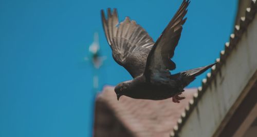 Low angle view of bird flying against blue sky