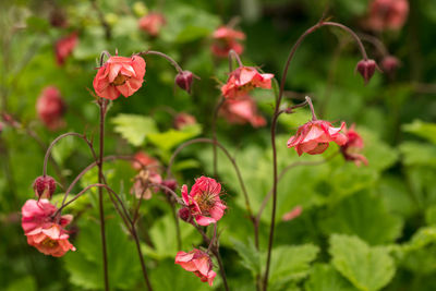 Close-up of pink flowering plants