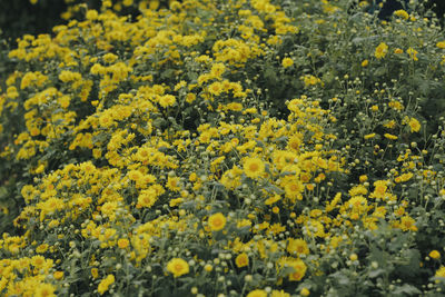 Close-up of yellow flowering plants