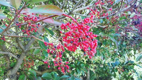 Low angle view of flowers hanging on tree