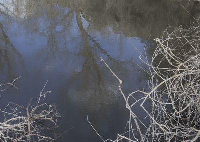 High angle view of trees by lake