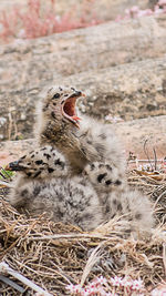 Close-up of young birds in nest