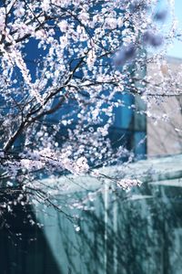 Close-up of frozen tree against sky