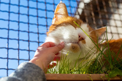 Close-up of cat