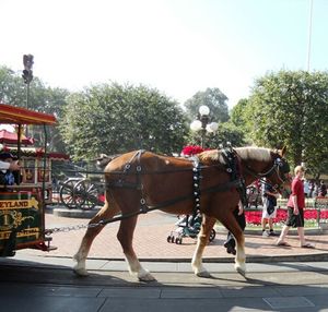 Horse standing in ranch