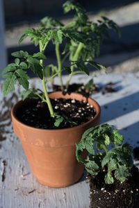 Table top view of gardening or potting bench with young tomato plants, clay pot, garden basket