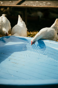 Close-up of seagull drinking water