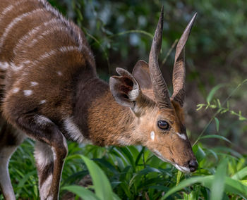 Close-up of deer on field