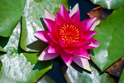 Close-up of pink flowers