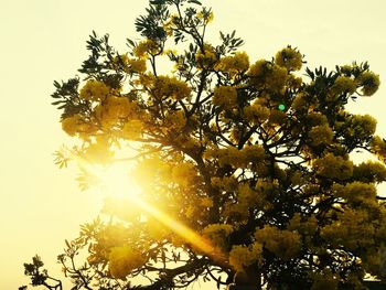 Low angle view of flower tree