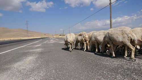 View of sheep on road