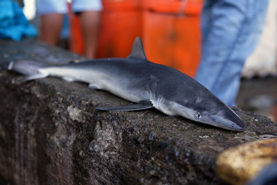 Close-up of fish