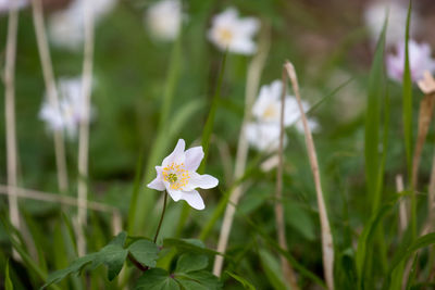 Close-up of white flowers