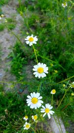 Close-up of white daisy flowers