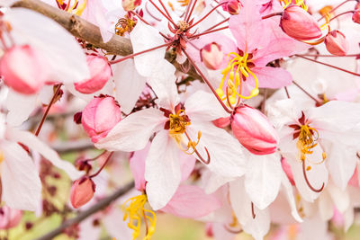 Close-up of pink cherry blossoms