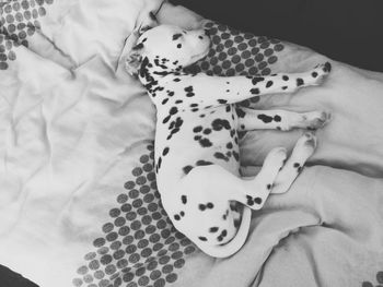 High angle view of man with dog on bed