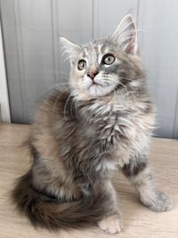 pet