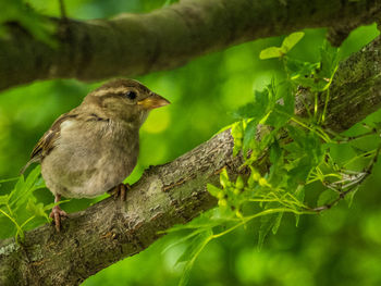 Close-up of bird perching on tree