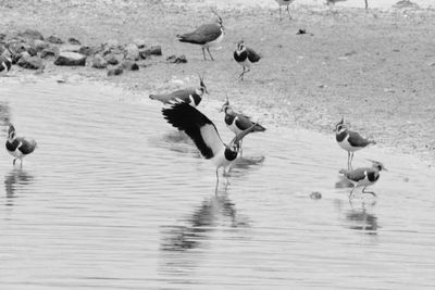 High angle view of lapwings in lake