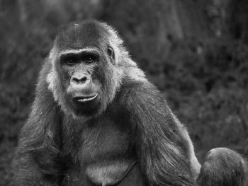 Portrait of monkey looking away in zoo