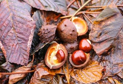 Close-up of dry autumn leaves