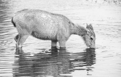 Close-up of dog in water