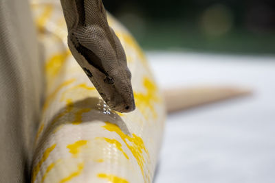Close u over another snake of python head