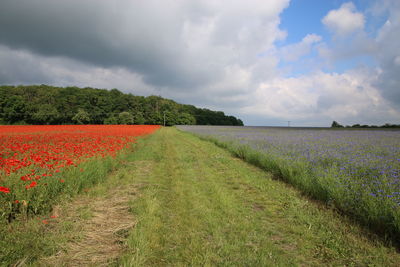 Scenic view of grassy field against cloudy sky