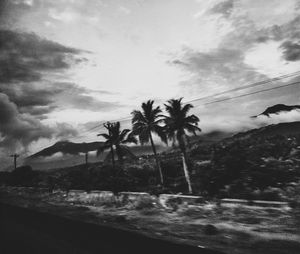 Close-up of palm trees against sky